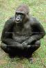 Lowland Gorilla, (Gorilla gorilla gorilla), AMPV01P04_15B.1712