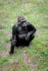 Lowland Gorilla, (Gorilla gorilla gorilla), AMPV01P04_16.1712