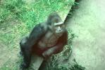 Lowland Gorilla, (Gorilla gorilla gorilla), AMPV01P04_17