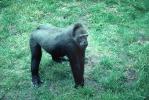 Lowland Gorilla, (Gorilla gorilla gorilla), AMPV01P04_18