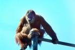 Orangutan, AMPV01P06_03