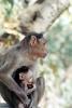 Baby Monkey, AMPV01P06_18
