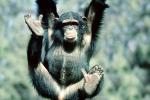 Chimpanzee, (Pan troglodytes), Hominidae, Panini, Chimp, Orangutan, AMPV01P07_01