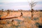 Baboon, Kenya, Africa, AMPV01P07_06