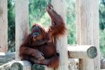 Orangutan, AMPV01P07_18