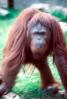Orangutan, AMPV01P07_19