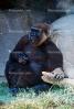 Western Lowland Gorllia, (Gorilla gorilla gorilla), AMPV01P08_02