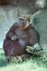 Western Lowland Gorllia, (Gorilla gorilla gorilla), AMPV01P08_03