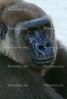 Western Lowland Gorllia, (Gorilla gorilla gorilla), AMPV01P08_04C