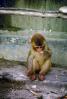Sad Baby Monkey in Kathmandu, Nepal