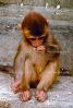 a lingering sadness, Baby Monkey, Kathmandu, Nepal, AMPV01P08_13B.1712