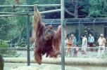 Orangutan, AMPV01P08_17
