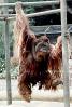 Orangutan, AMPV01P08_17B