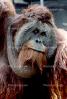 Orangutan, AMPV01P08_17C