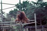Orangutan, AMPV01P08_18