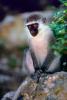 Green Monkey, Chlorocebus aethiops, Caves at Soof Omar, Ethiopia, AMPV01P09_01.1712
