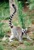 Ring Tailed Lemur, (Lemur catta), [Lemuridae], Maki, AMPV01P10_03
