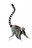 Ring Tailed Lemur, (Lemur catta), [Lemuridae], Maki, AMPV01P10_03F