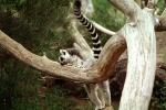 Ring Tailed Lemur, (Lemur catta), [Lemuridae], Maki, AMPV01P10_04