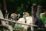 Ring Tailed Lemur, (Lemur catta), [Lemuridae], Maki, AMPV01P10_06