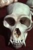 Monkey Skull, Eye Sockets, Teeth, AMPV01P10_12