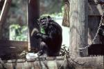 Chimpanzee, AMPV01P10_17