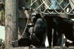 Chimpanzee, AMPV01P10_18