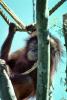 Orangutan, AMPV01P11_06