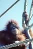 Orangutan, AMPV01P11_08