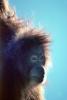 Orangutan, AMPV01P11_09