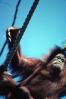 Orangutan, AMPV01P11_10