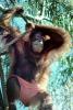 Orangutan, AMPV01P11_12