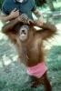 Orangutan, AMPV01P11_14