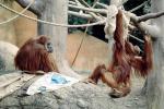Orangutan, AMPV01P12_08
