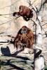 Orangutan, AMPV01P12_09