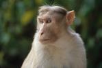 Rhesus Macaque, (Macaca mulatta), Monkey Forest, Bali, Indonesia, AMPV01P13_06