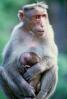 Rhesus Macaque, (Macaca mulatta), Monkey Forest, Bali, Indonesia, AMPV01P13_07