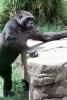 Gorilla, Ape, AMPV01P14_01