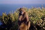 baboon, Africa, AMPV01P14_02.0491
