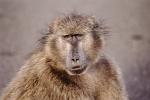 baboon, Africa, AMPV01P14_03.0491