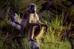 baboon, Africa, AMPV01P14_05.0492