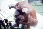 Orangutan, AMPV01P14_10