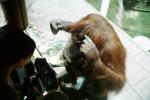 Orangutan, AMPV01P14_11