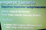 Emperor Tamarin, (Saguinus imperator subgrisescens)