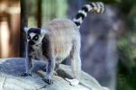 Ring Tailed Lemur, (Lemur catta), [Lemuridae], Maki, AMPV01P15_13
