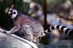 Ring Tailed Lemur, (Lemur catta), [Lemuridae], Maki, AMPV01P15_14