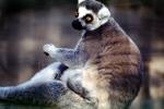 Ring Tailed Lemur, (Lemur catta), [Lemuridae], Maki, AMPV01P15_15