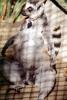 Ring Tailed Lemur, (Lemur catta), [Lemuridae], Maki, AMPV01P15_17