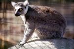 Ring Tailed Lemur, (Lemur catta), [Lemuridae], Maki, AMPV01P15_18