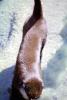 Schmidt's Spot-nosed Guenon, (Corcopithecus ascanius schmidti), AMPV02P01_01